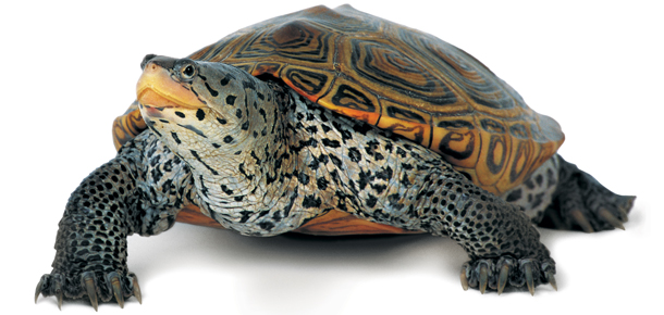 diamondback terrapin