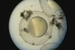 zebrafish embryo 7 hours