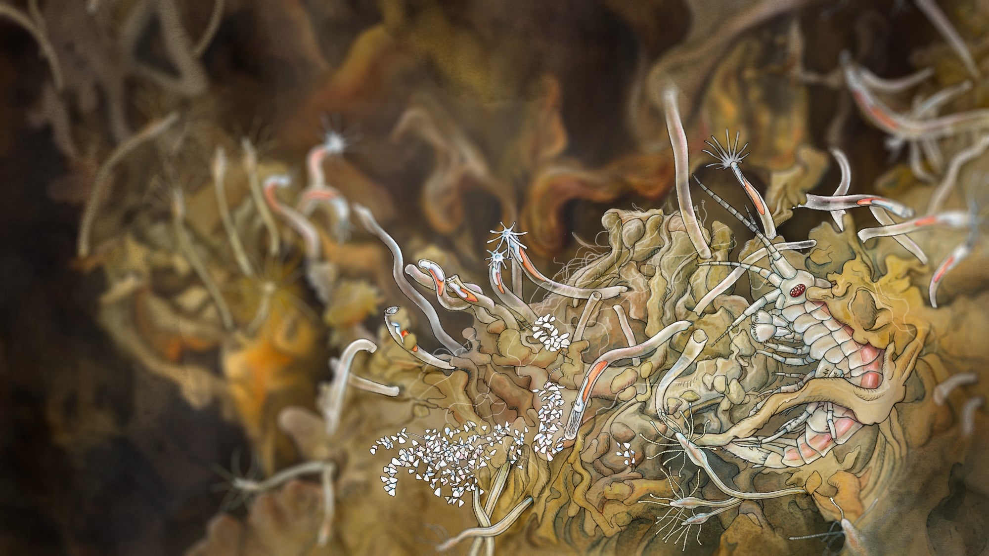 A scientific illustration of an amphipod viewed under a microscope on a biofilm