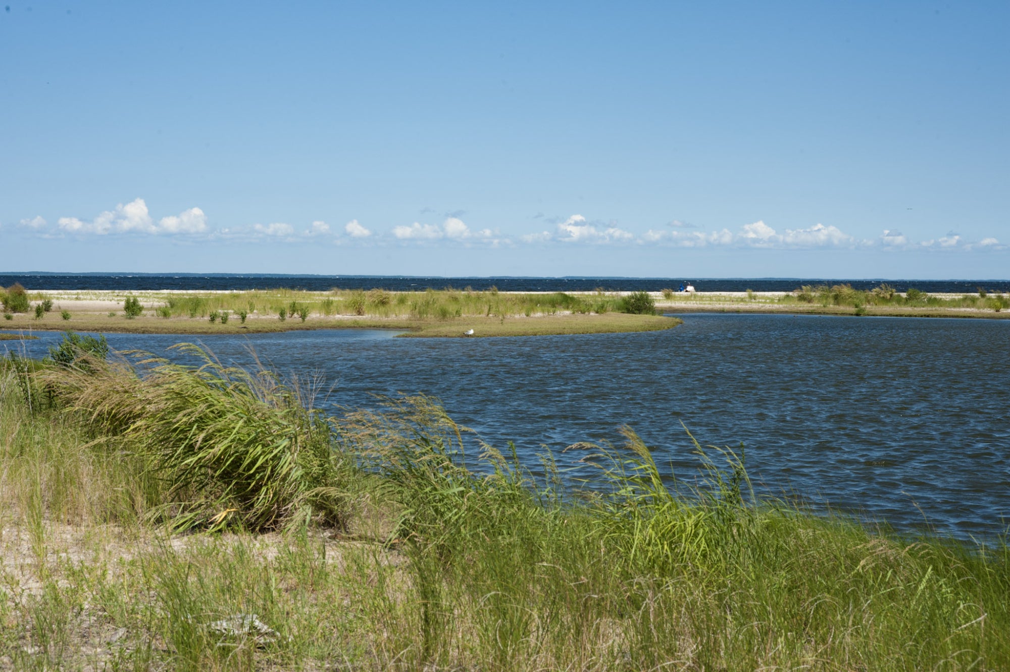 A Chesapeake Bay shoreline with grasses and choppy water
