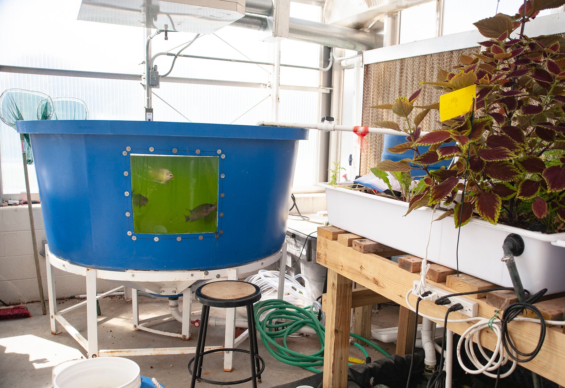 A large aquaculture tank with fish swimming inside and a wooden table with a hydroponic plant setup in a classroom