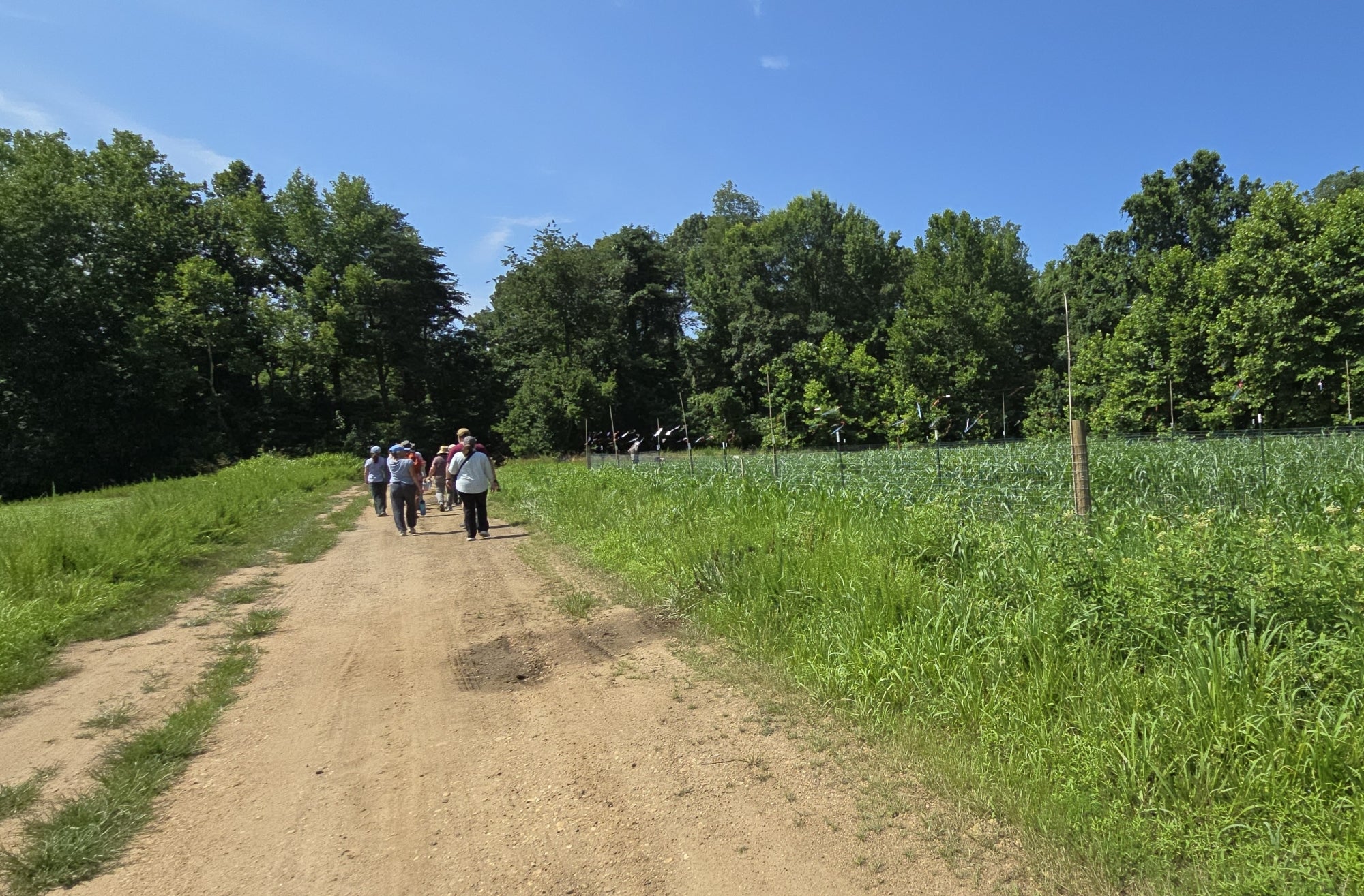 A group of people walk down a dirt pathway on a tobacco farm on a sunny day