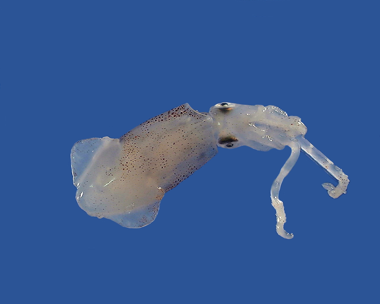 A brief squid lays against a solid background.