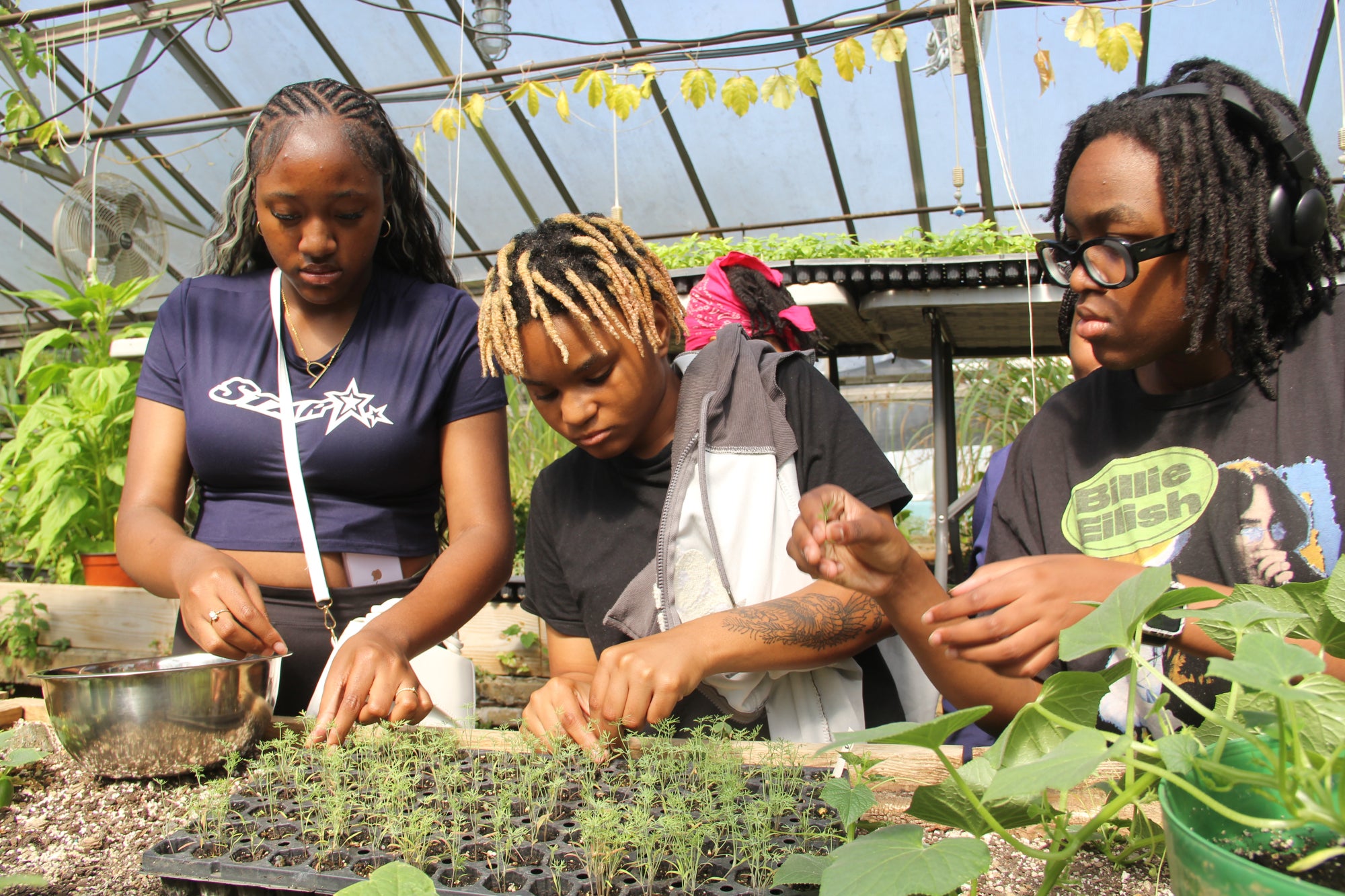 Three students in a greenhouse pick dill from a tray of young plants