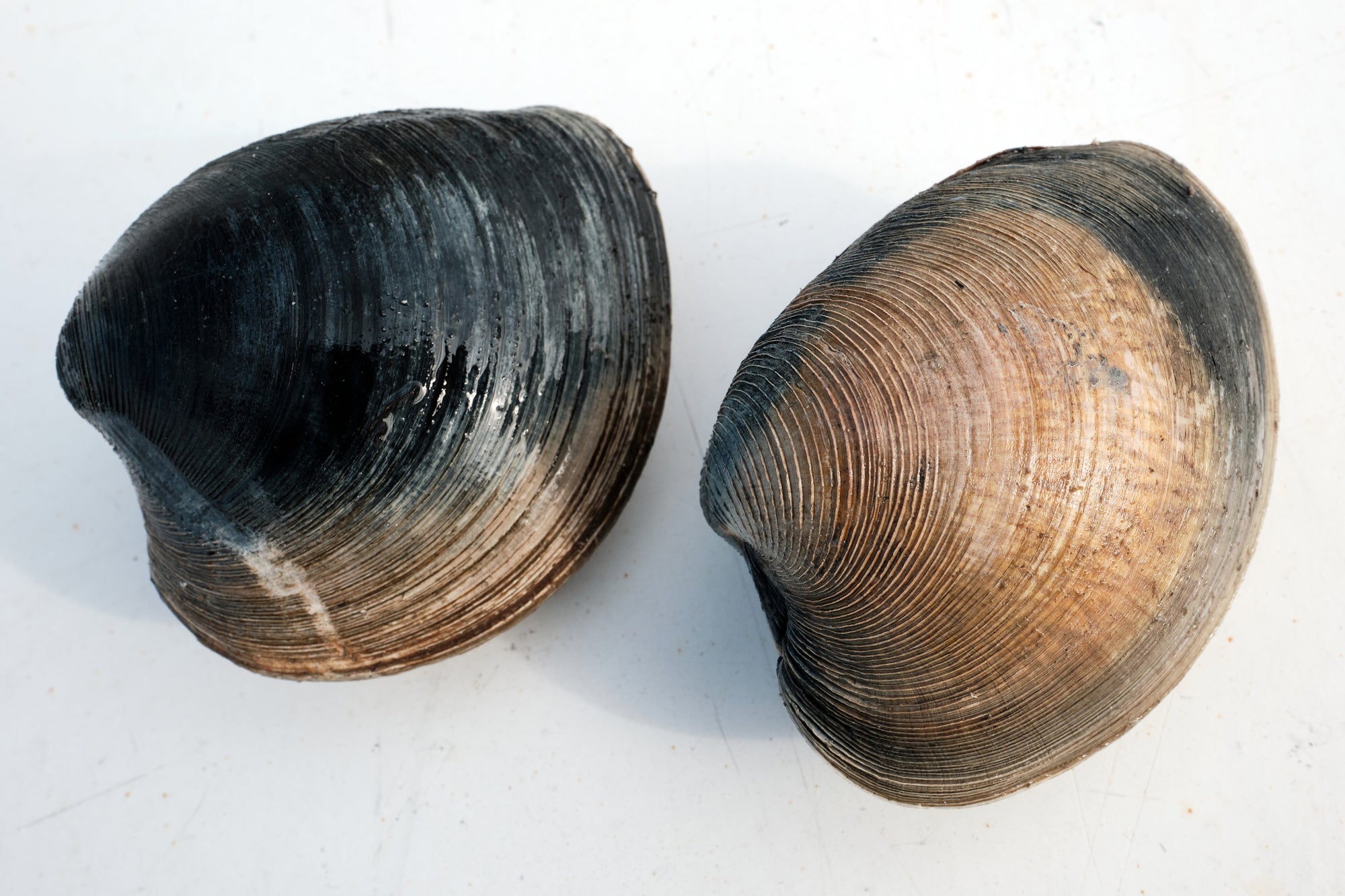 Two hard clams