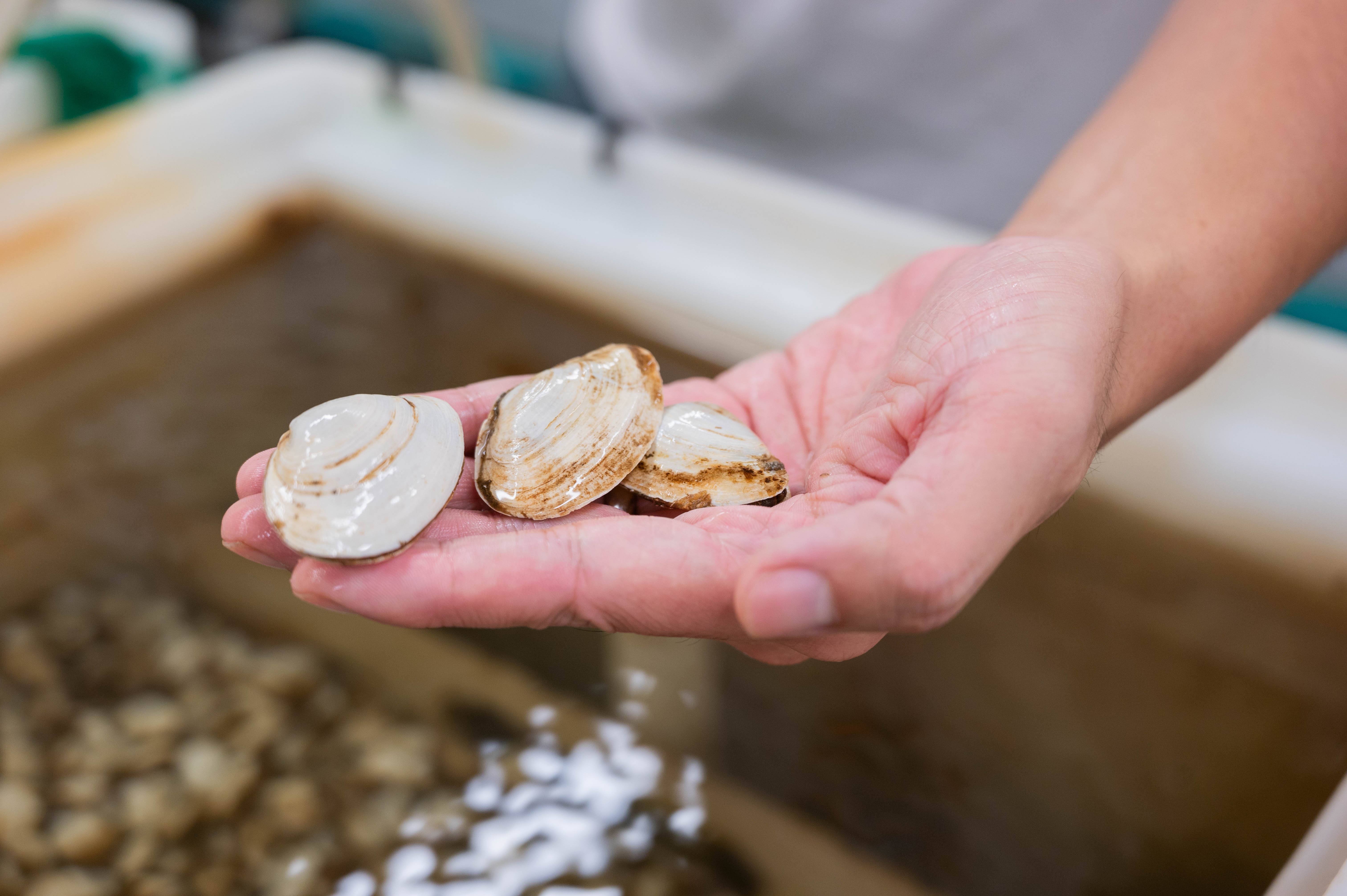 Three softshell clams held in a researcher's hand over a tank of water