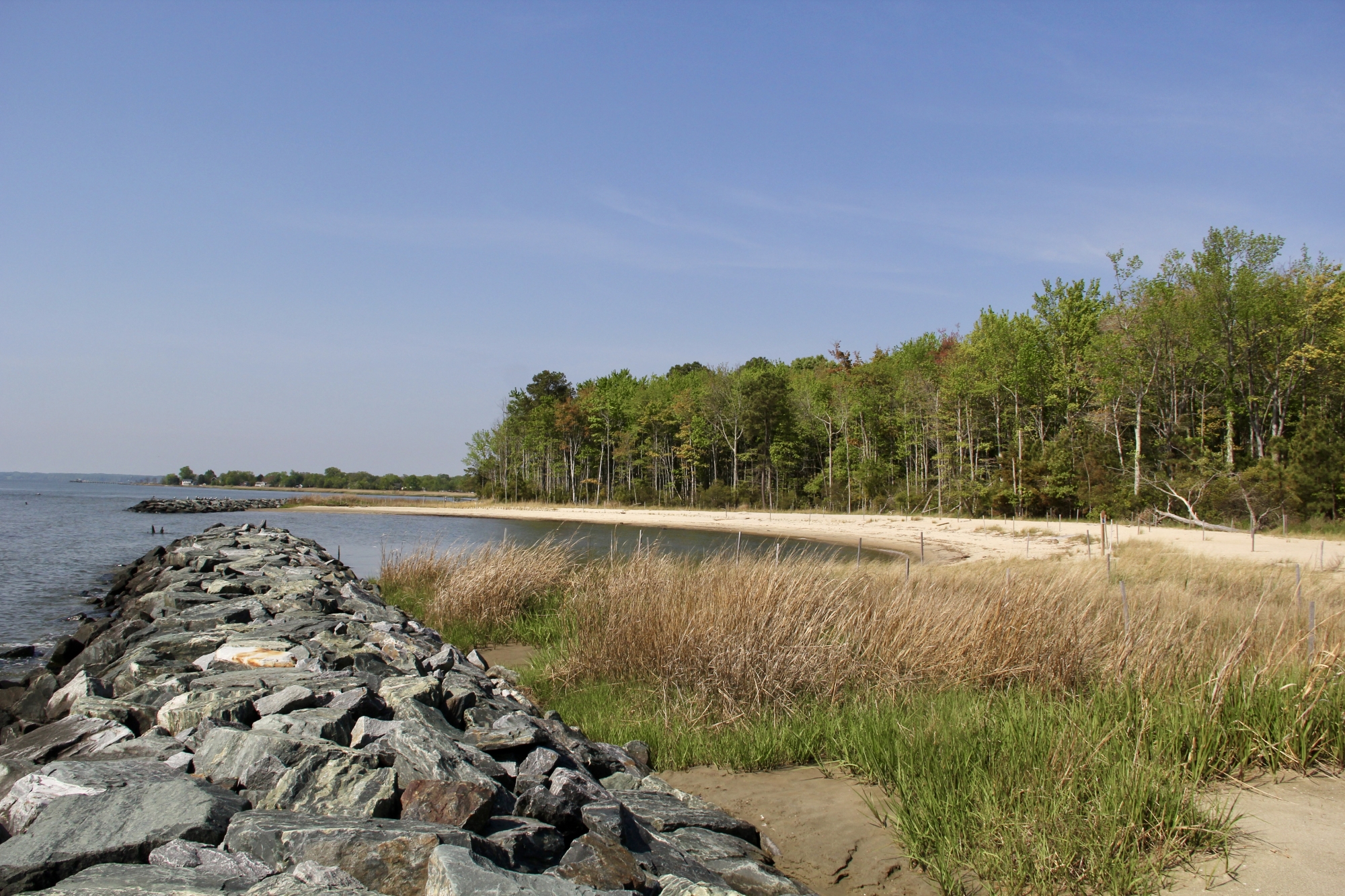A sandy beach in the Bay with a rock sill, marsh grasses, and a forest behind it