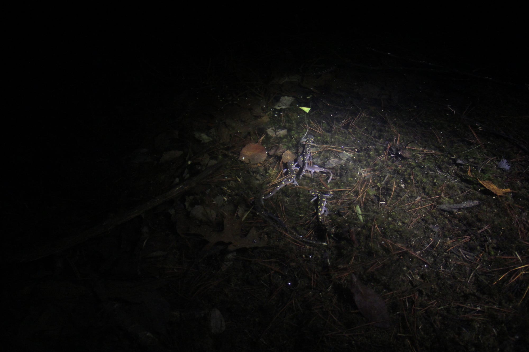 A swarm of spotted salamanders is illuminated in dark water by a flashlight beam