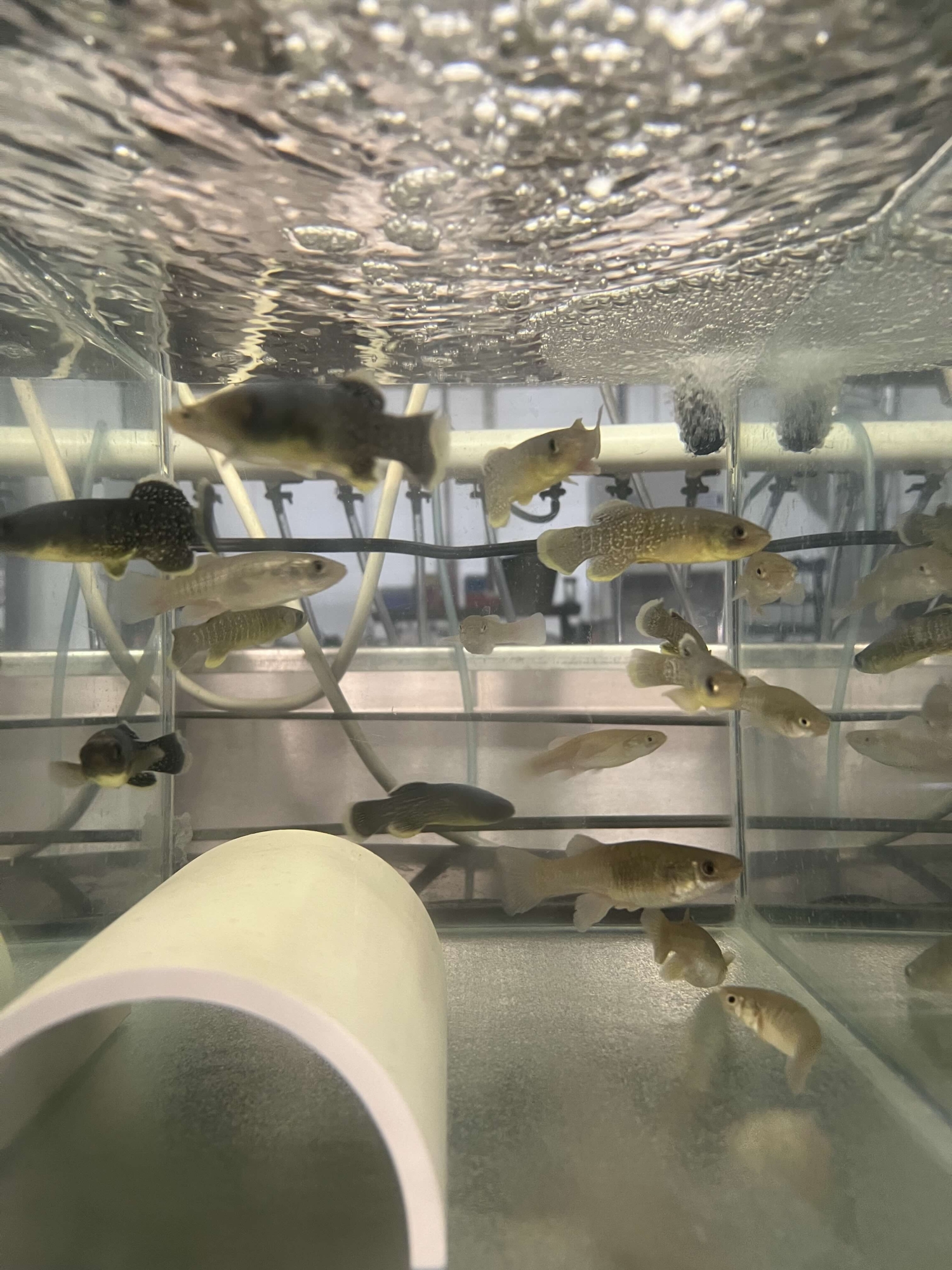 Small male and female mummichog fish swim in a fish tank together
