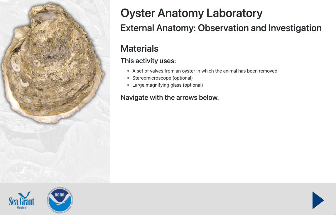 image of a browser window with the External Anatomy Lab