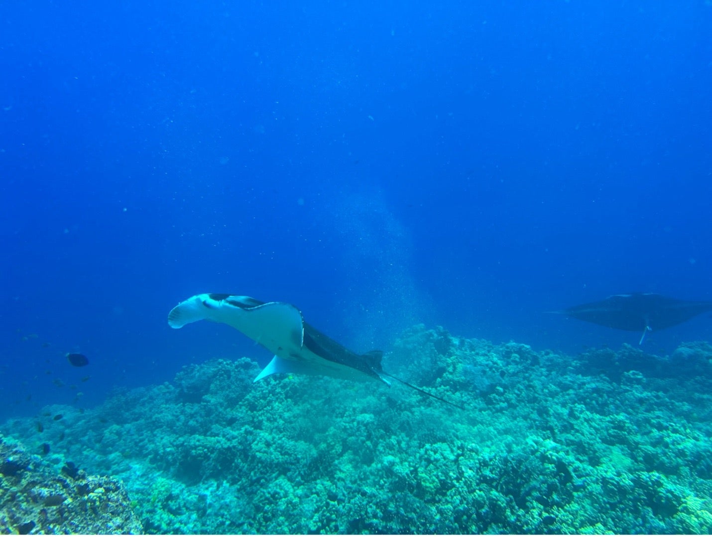 Manta rays pass over a reef in the ocean