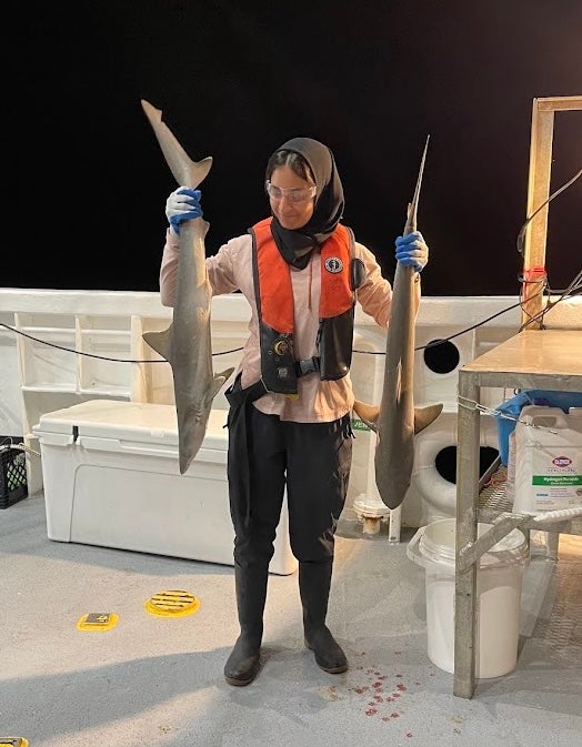 Aiman Raza holds two sharpnose sharks that were caught on the NOAA Southeast Fishery Science Center annual bottom longline survey