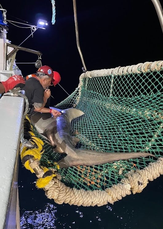 An 11-foot-long female tiger shark caught on the survey is being measured by NOAA scientists