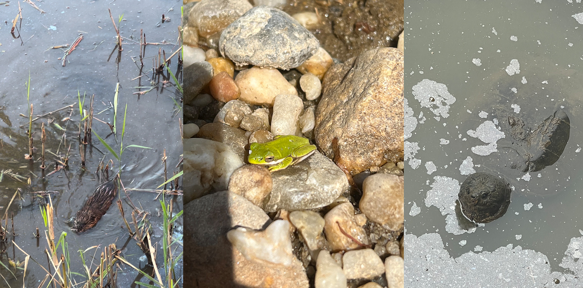 A collage of a muskrat, frog, and snapping turtle.