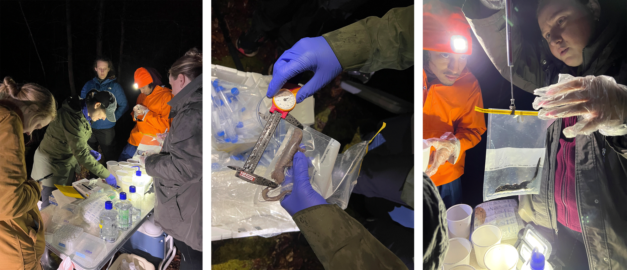 Researchers in the woods around a folding table with fieldwork gear collect samples from spotted salamanders