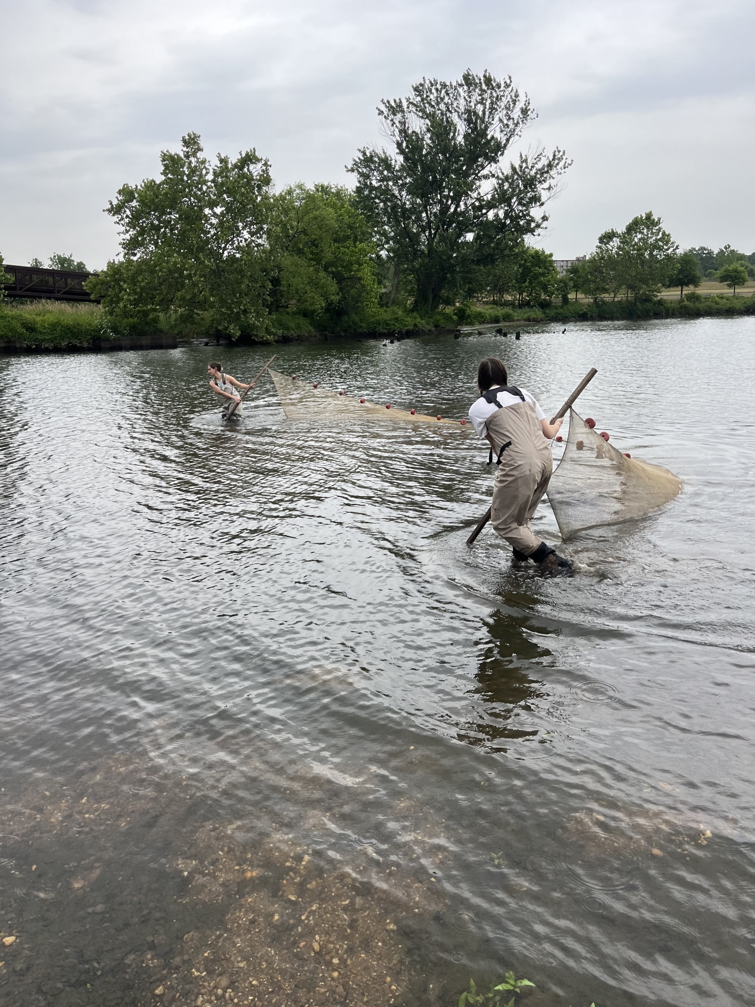 Two researchers in waders drag a seine net in the Anacostia.