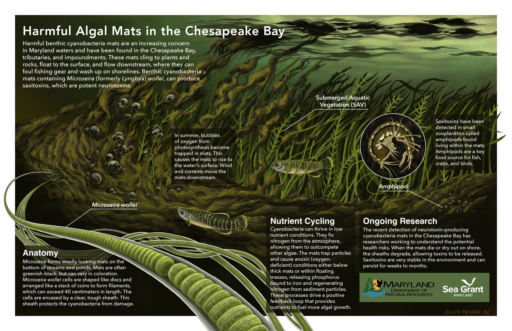 An illustration of harmful algal mats in the Chesapeake Bay, depicting an underwater scene with dense grass beds interspersed with thick, wooly looking mats of cyanobacteria algae. Fish swim among the grasses and amphipods live within the algal mats