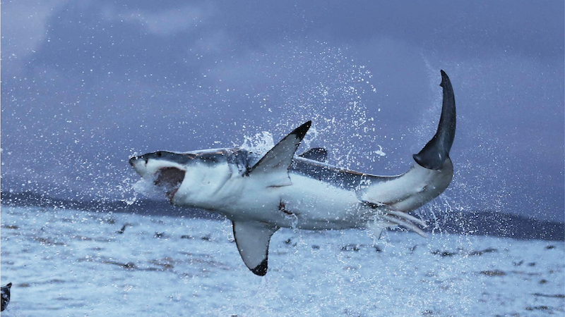 Great White Jumping Out Of Water
