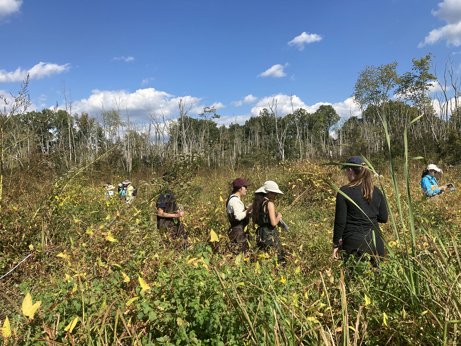 A class (about 10 people) wading far into the freshwater marsh at Patuxent Wetland Park to assess the vegetative cover.