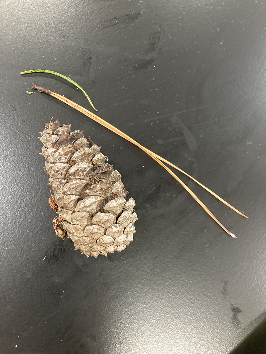 Overhead view of a pinecone and a pine needle on a table top.