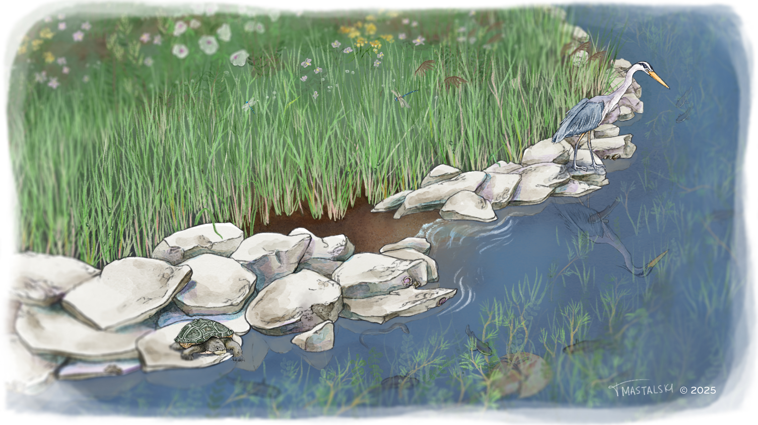 Illustration of a Chesapeake Bay shoreline, with a marsh fronted by a rocky sill and a great blue heron and diamondback terrapin perched on the rocks