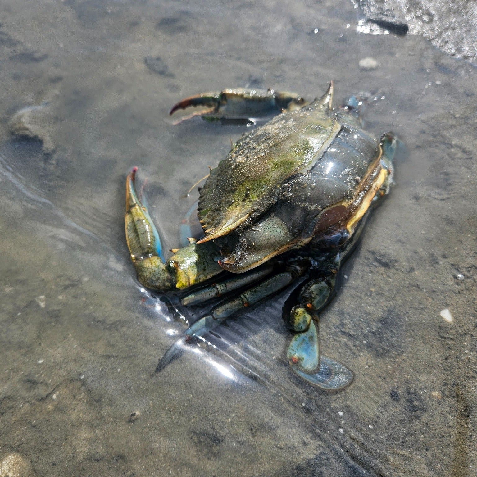 Blue crab shedding its exoskeleton during the molt stage