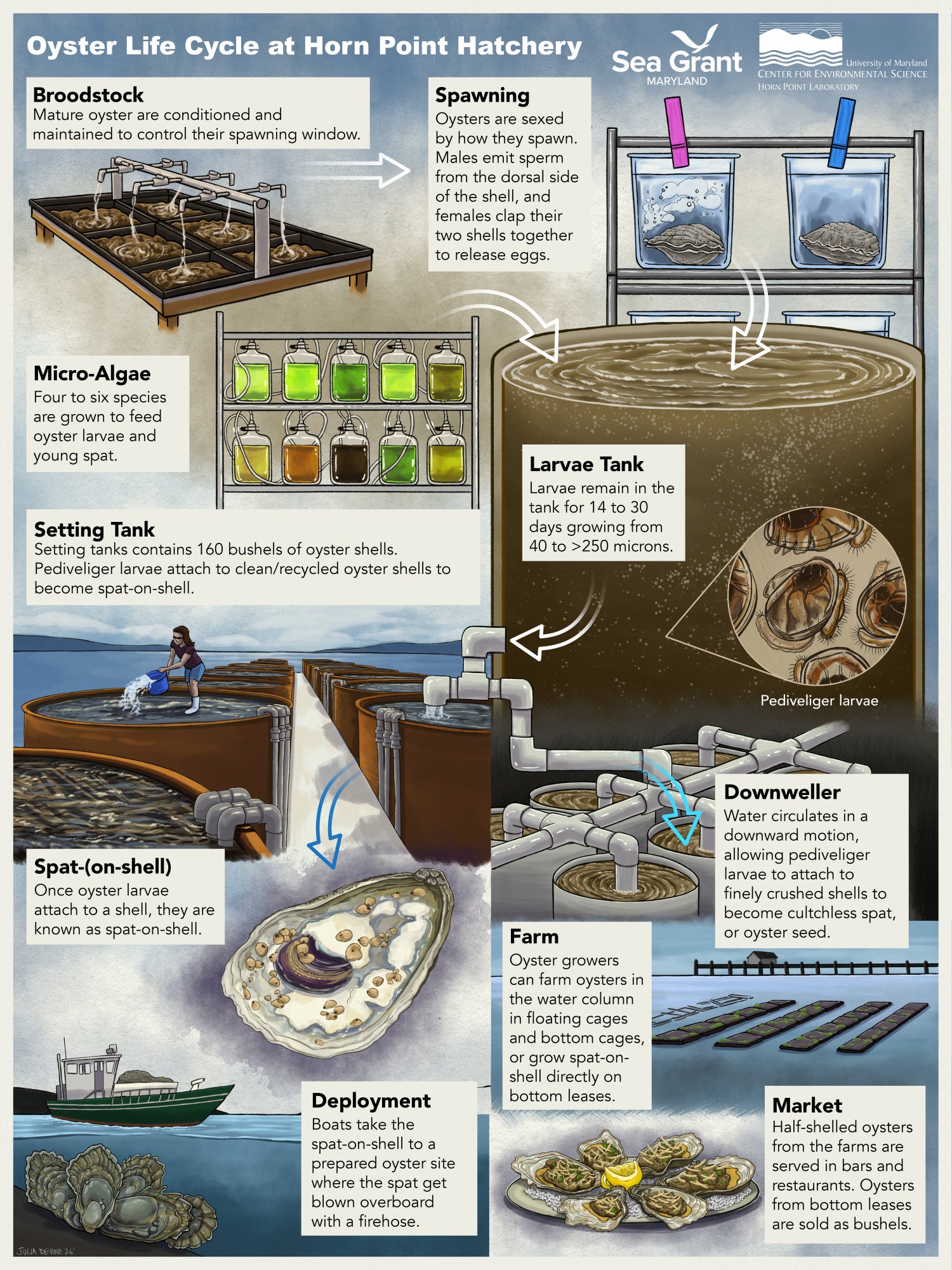 An illustration of an oyster life cycle at Horn Point Hatchery, from broodstock to spawning, the larvae tank and setting tank, the downweller, spat-on-shell, growing micro-algae, deploying oysters, an oyster farm, and taking oysters to market