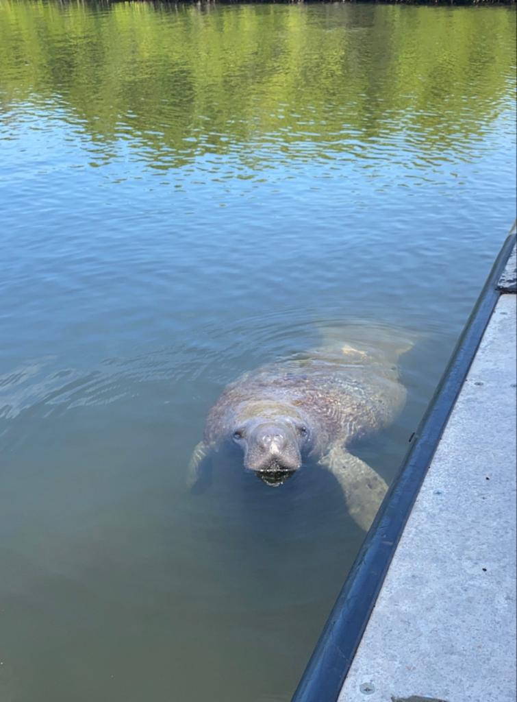 A manatee surfaces in the water near a concrete platform