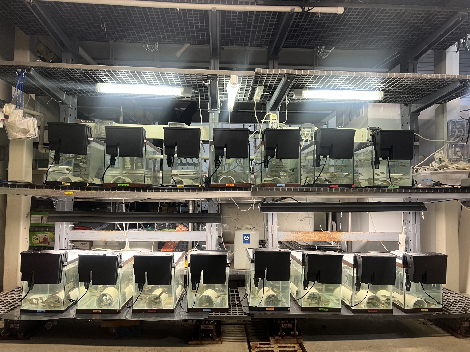 Two shelves with a series of fish tanks house mummichog fish in a research lab