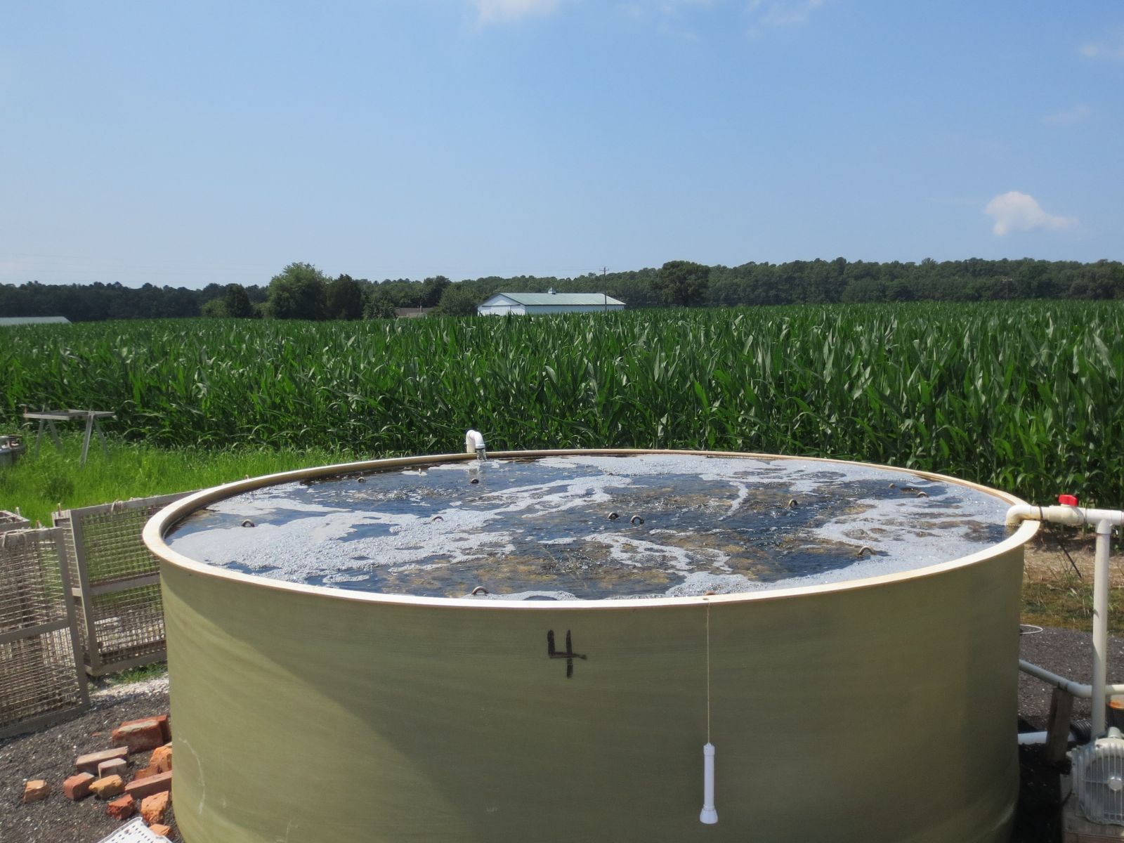 Oysters grow in a a tank in a cornfield.
