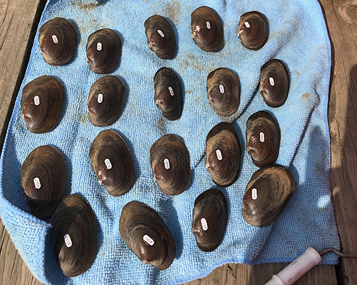 Eastern pond mussels