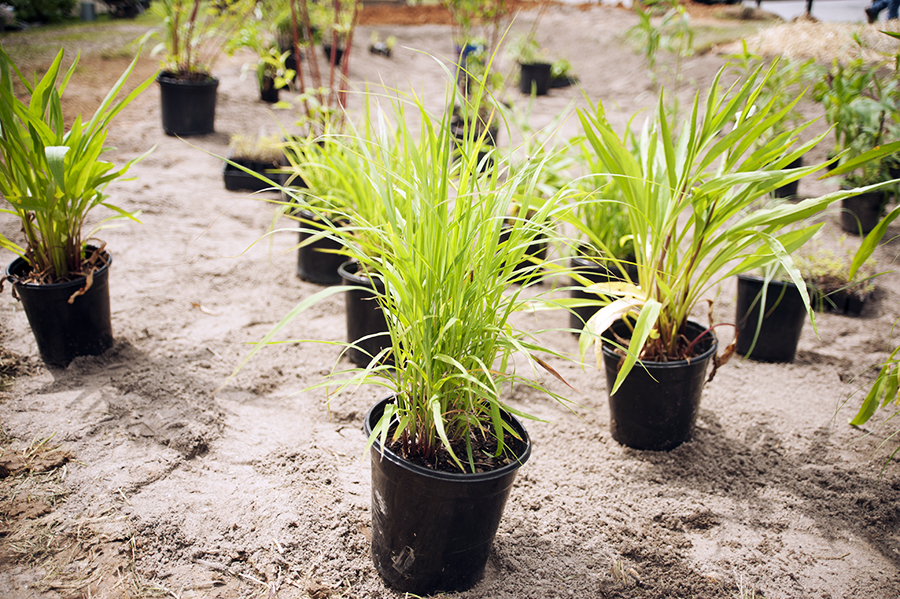 The watershed stewards chose a dozen different varieties of plants for the rain garden. The plants were placed at locations that would provide the best conditions for them to thrive. Wet-tolerant plants, for example, were put nearer the center of the garden, where water tends to pool after storms. Photo: Daniel Pendick