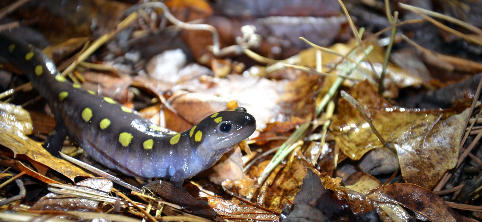 Salamander on leaves