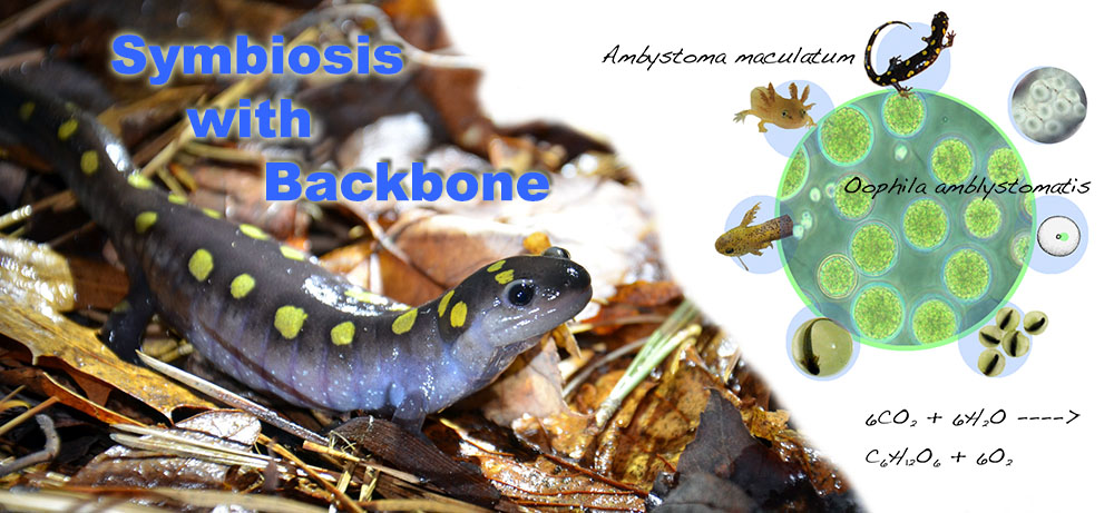 Symbiosis With Backbone