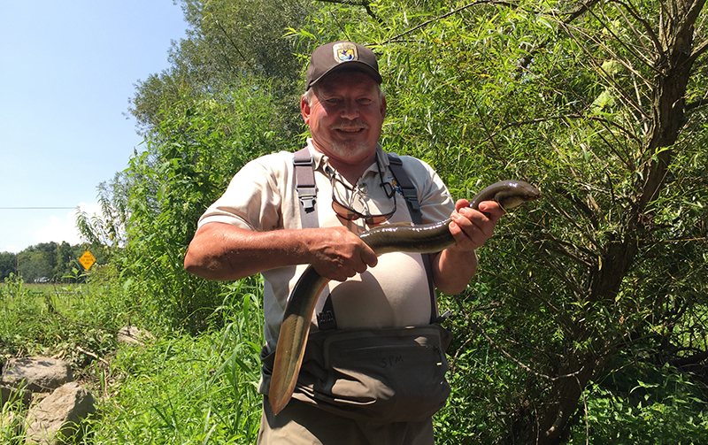 Steve Minkkinen holds the largest eel USFWS researchers have caught to date—over 30 inches—in Buffalo Creek, a Susquehanna River tributary where eels are stocked upstream of the Conowingo Dam.