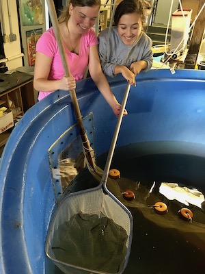 Students dip net in water