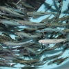 Atlantic Salmon in and Aquaculture Tank. Photo: Emma Wiermaa, Aquaculture Outreach Specialist, University of Wisconsin-Stevens Point Northern Aquaculutre Demonstration Facility