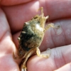 juvenile blue crab