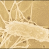 Bay Microbe Makes Big