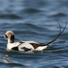 long-tailed duck