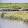 photo of marsh on Poplar Island