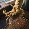 photo of sponge crab (female with eggs)