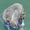 aerial photo of boat fishing menhaden