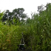 photo of Phragmites invasive common reed