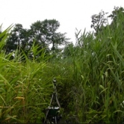 photo of Phragmites invasive common reed