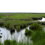 Image of marsh