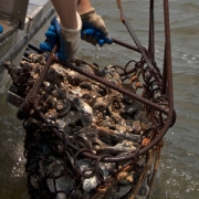 Oyster planting
