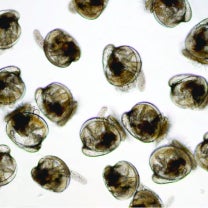 Oyster larvae in the free-swimming stage
