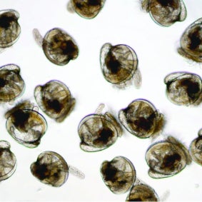 Oyster larvae in the free-swimming stage