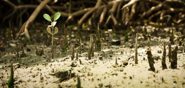 Tapping the Climate Mitigation Potential of Blue Carbon Ecosystems ...
